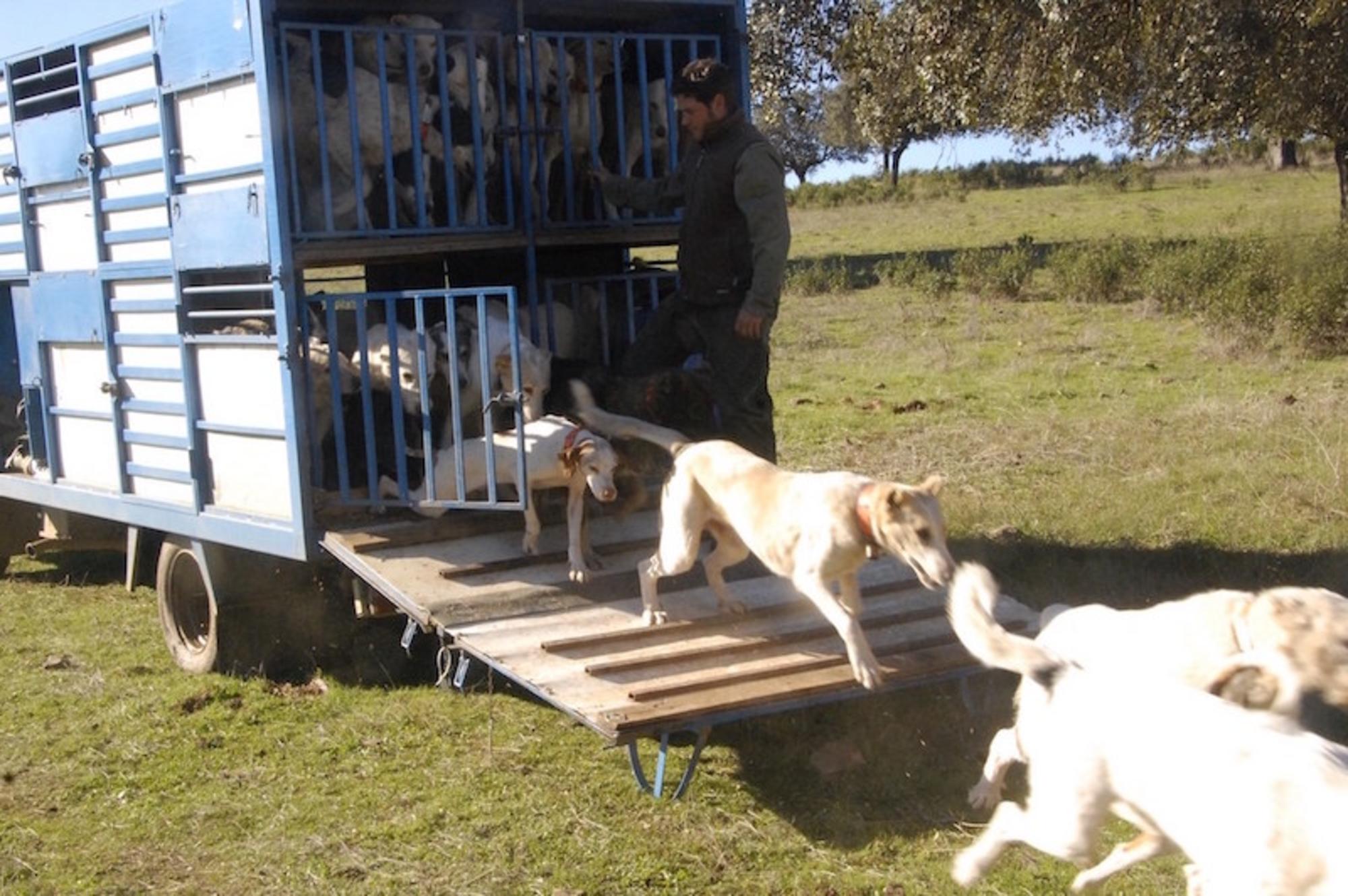 Caza con rehala